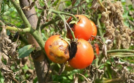 Woran kann man Braunfäule bei Tomaten erkennen