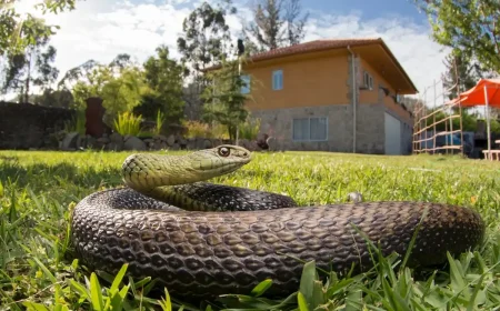 Garten gegen Schlangen ausrüsten