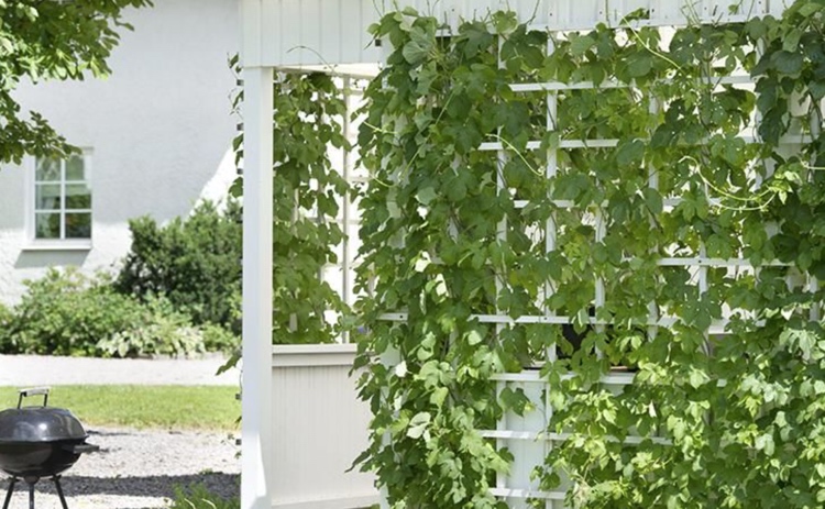 hopfen als sichtschutz terrasse am rankgitter