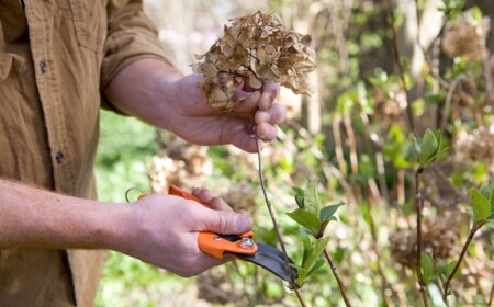 hortensie quercifolia schneiden nach der blüte