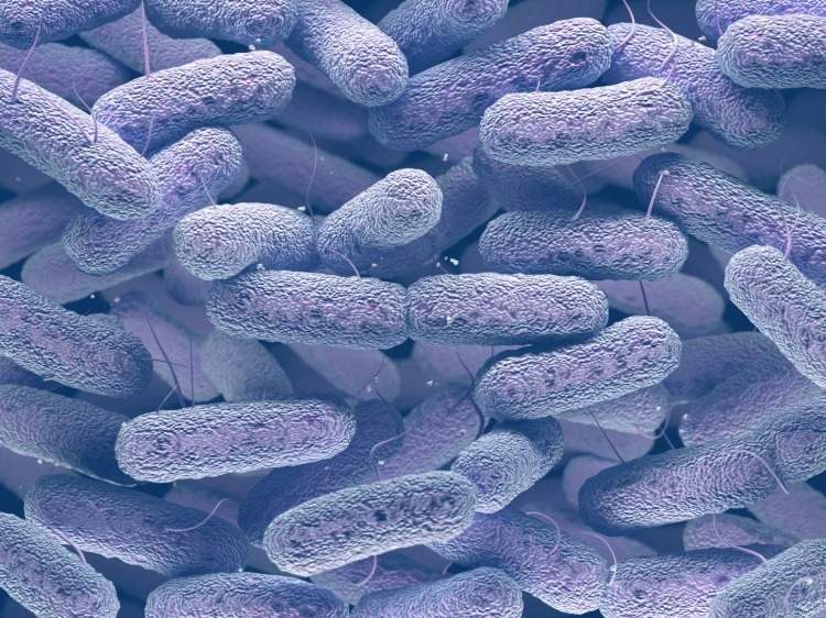 salmonellen im darmmikrobiom können eine darmentzündung verursachen