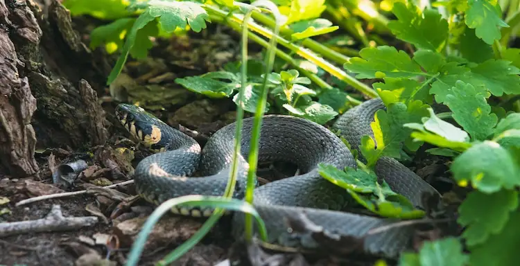 Schlange im Garten neben Gehölzen Tipps 