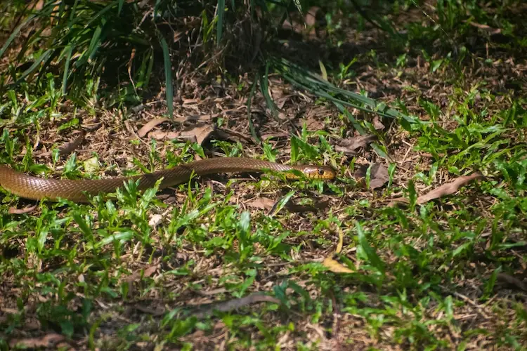 Schlangen vom Garten vertreiben nützliche Tipps