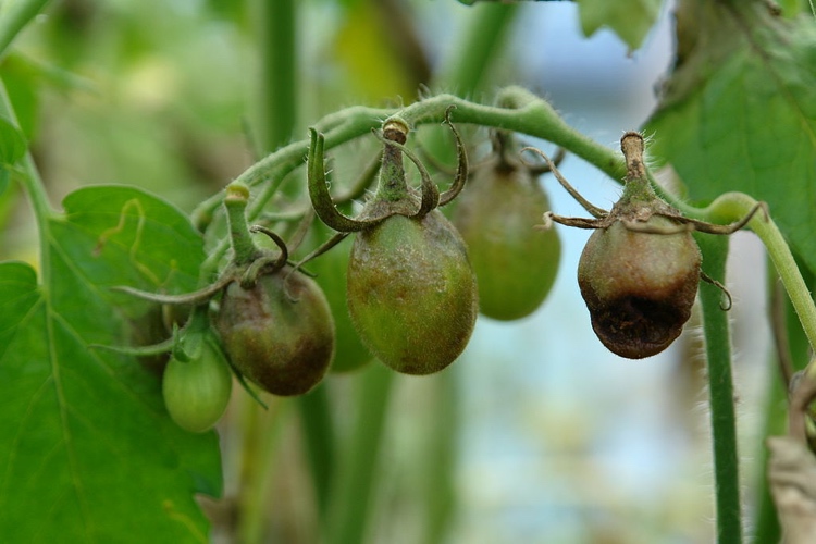 Tomaten Braunfäule