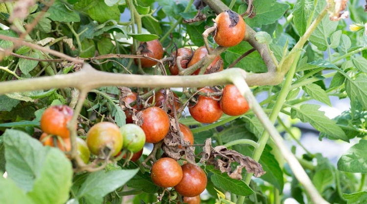 Tomaten Braunfäule