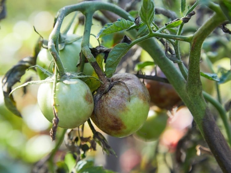 wann tomaten gegen braunfäule spritzen
