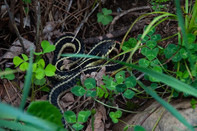 Wie Schlangen vom Garten mit Hausmitteln vertreiben