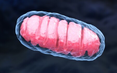 wie sich eine mitochondriale dysfunktion bei adipositas durch medikament verhindern lässt