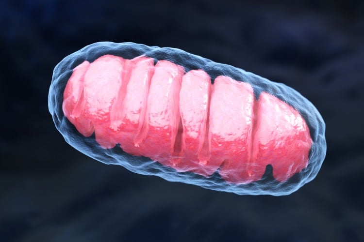 wie sich eine mitochondriale dysfunktion bei adipositas durch medikament verhindern lässt