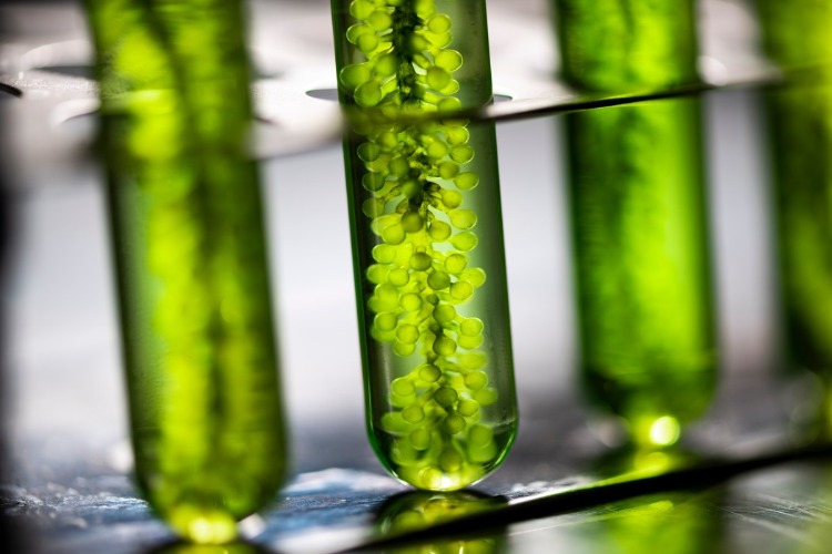 wissenschaftliche experimente mit algen im labor