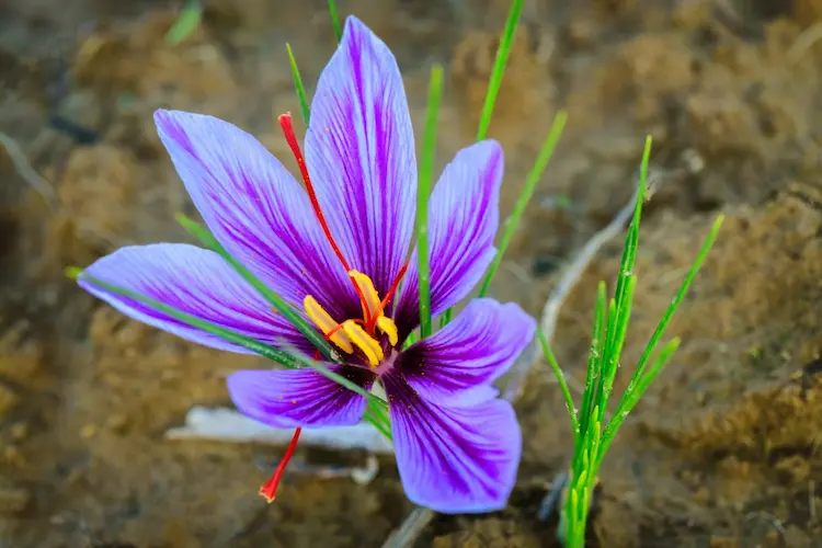 Blumen mit lila Blüten für Herbst Herbstzeitlose Pflege Tipps