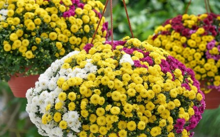 Chrysanthemen sind beliebte Herbstblumen für Ampel