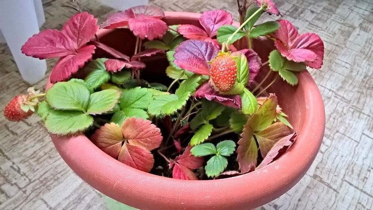 Erdbeeren im Kübel auf dem Balkon - Blätter verfärben sich rot im Herbst