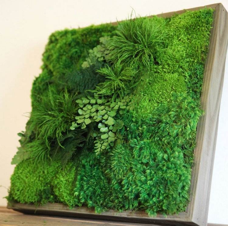 Grünes Pflanzenbild aus Moos und Farnen