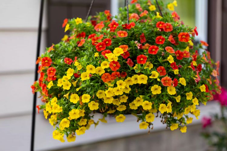 Herbst Balkonblumen für sonnige Standorte Zauberglöckchen