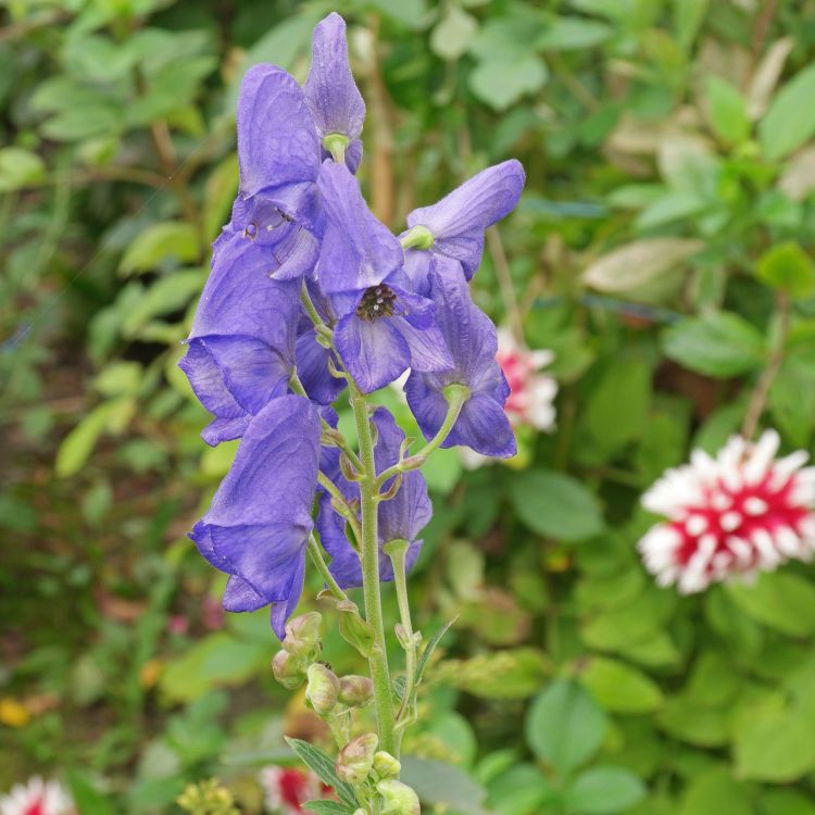 Herbst-Einsenhut Pflege Tipps Blumen für Ampel