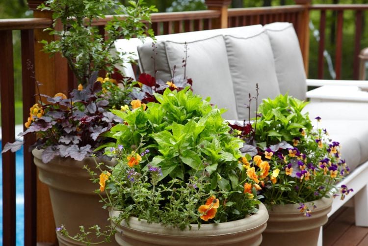 Herbstblumen für Balkon im Schatten Anleitung zum Bepflanzen von Kübeln
