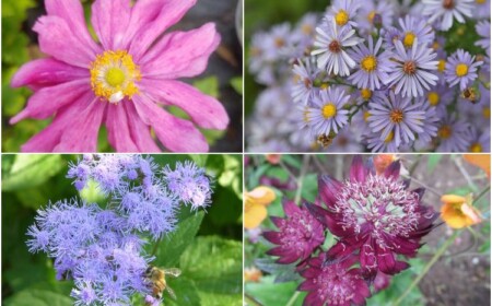 Herbstblumen für Balkon im Schatten wählen Sorten