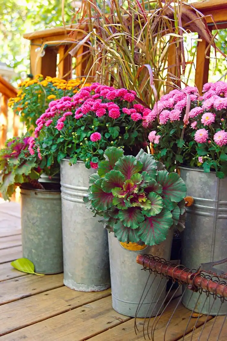 Herbstblumen für Balkon in Kübeln Chrysanthemen