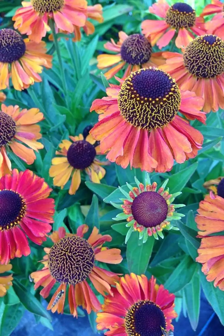 Herbstblumen für Südbalkon kaufen Liste Sonnenbraut