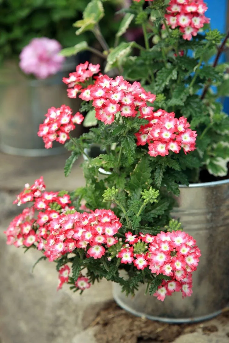 Herbstblumen für Töpfe Liste Verbene