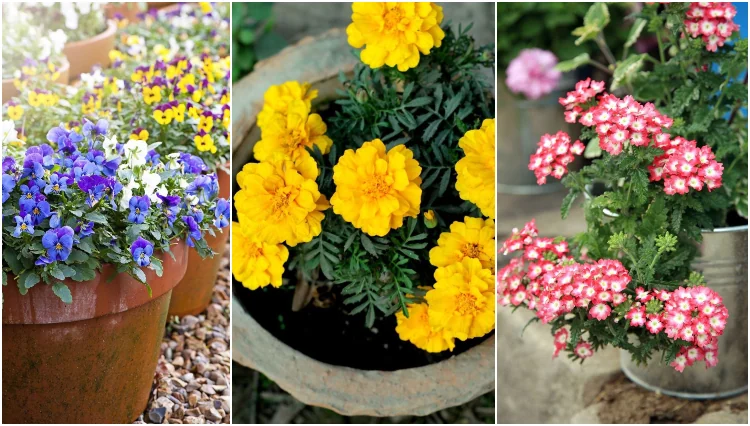 Herbstblumen für sonnige Balkons neun interessante Pflanzenarten