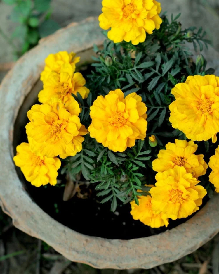 Herbstblumen für sonnigen Standort Ringelblumen