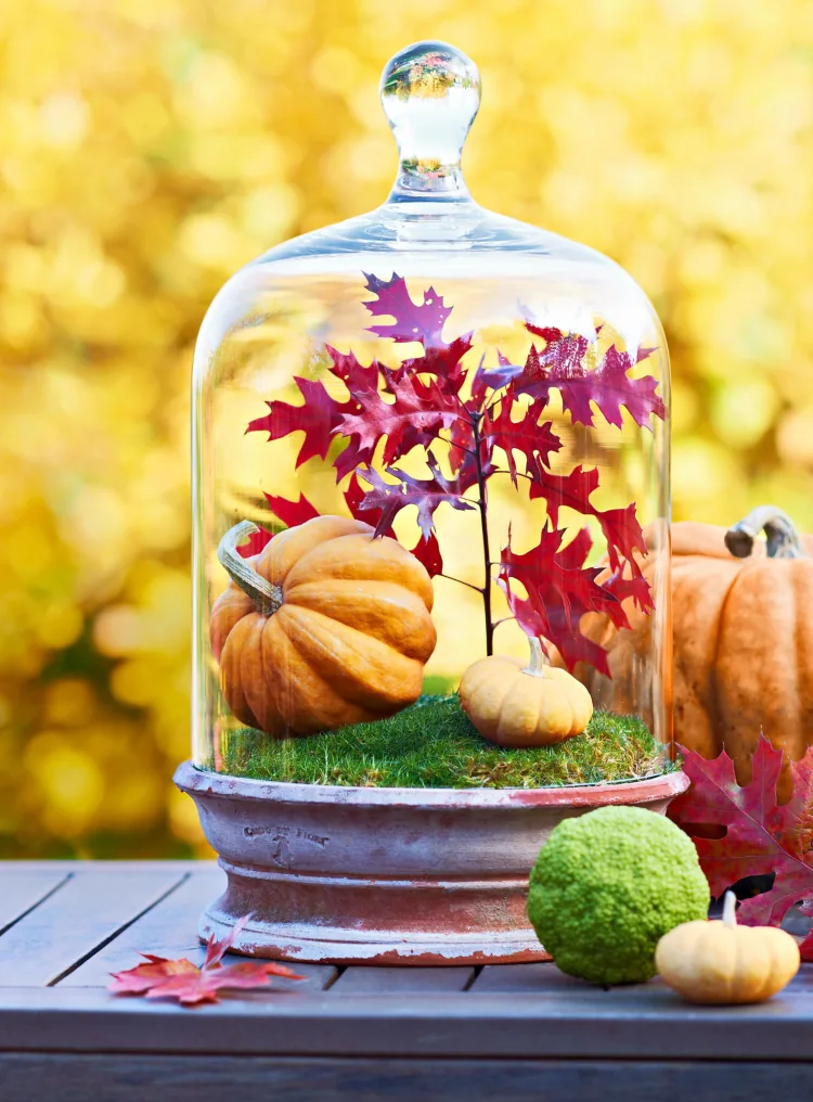 Herbstdeko unter Glashaube mit Ahornblättern und Moos und Zierkürbissen