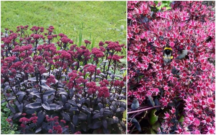 Herbststaude für Bienen und Hummeln - Purpur-Fetthenne 'Purple Emperor'