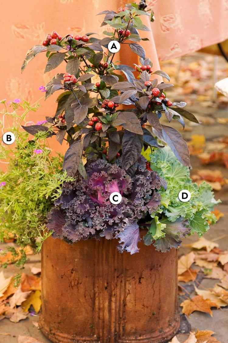 Kübel auf der Terrasse mit Herbstpflanzen Pfeffeerpflanze und Zierkohl und Eisenkraut