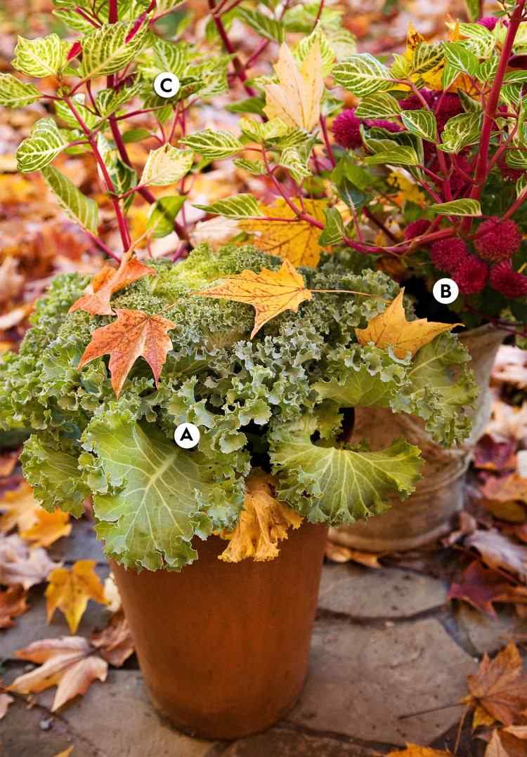 Kübelgarten im Herbst mit Grünkohl und Chrysanthemen und Shiso