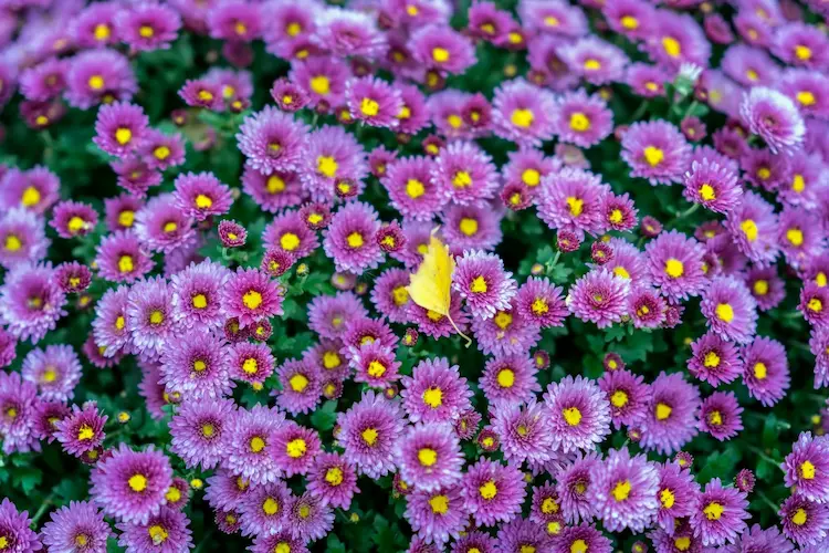 Lila Herbstblumen Chrysanthemen Pflege für Balkon und Garten