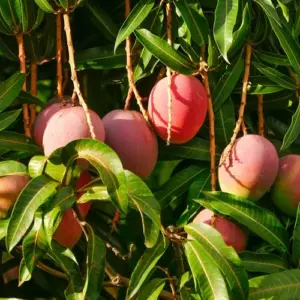 Mango Früchte am Mangobaum