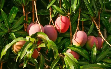 Mango Früchte am Mangobaum