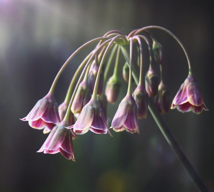 Nectaroscordum siculum (Allium bulgaricum) verträgt etwas Schatten