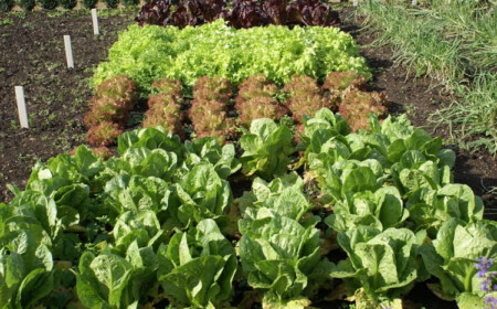 Pflücksalate im Herbst anbauen