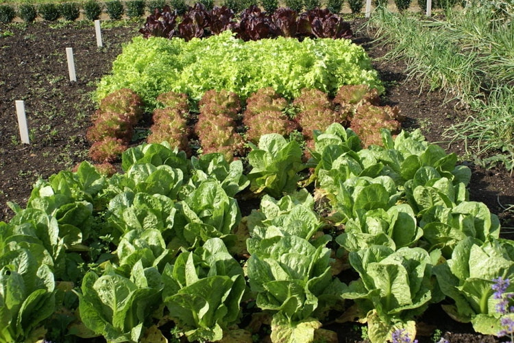 Pflücksalate im Herbst anbauen