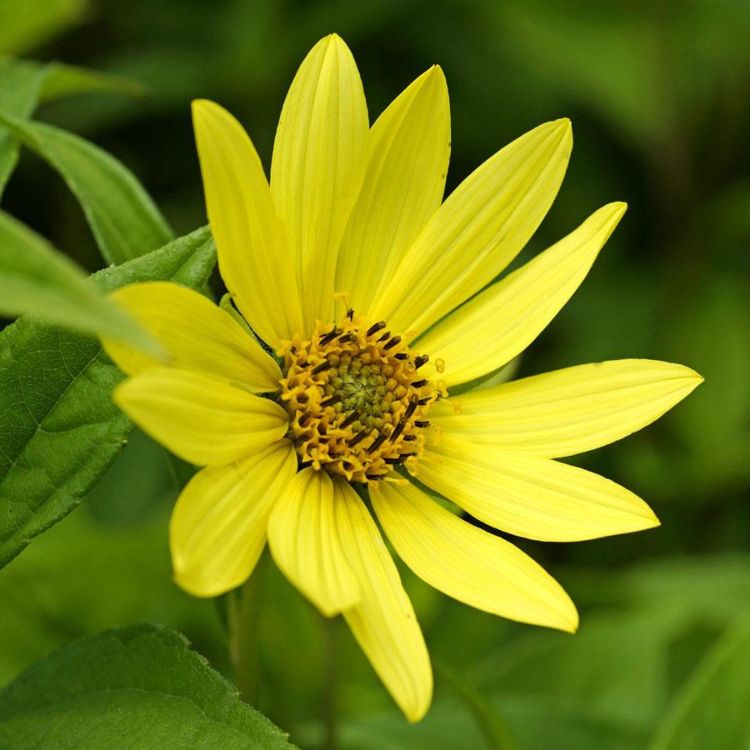 Staudensonnenblume ist gelbe Herbstblume für Ampel geeignet Pflanzideen