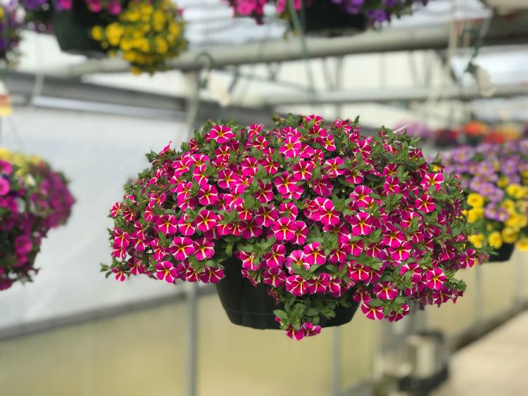 Herbstblumen für Ampel