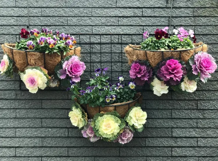 Zierkohl statt Blumen pflanzen Sorten für Balkon und Terrasse