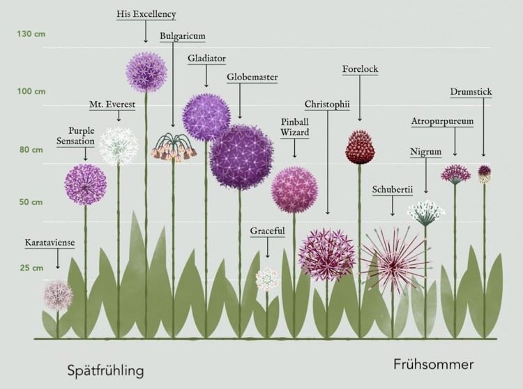100 gemischte Allium Zierlauch Blumenzwiebeln