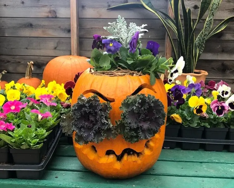 bepflanzter Kürbis zu Halloween