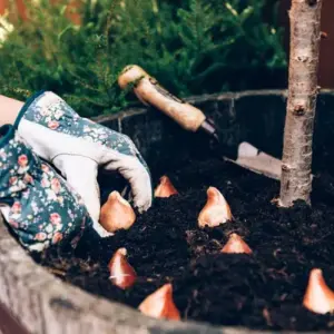 blumenzwiebeln frühblüher pflanzen in kübeln