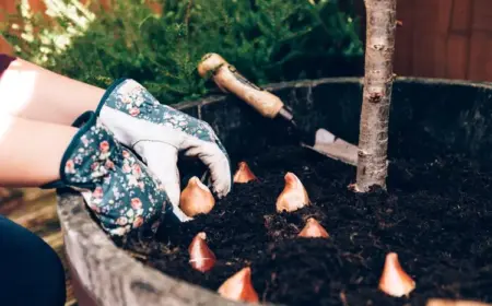 blumenzwiebeln frühblüher pflanzen in kübeln