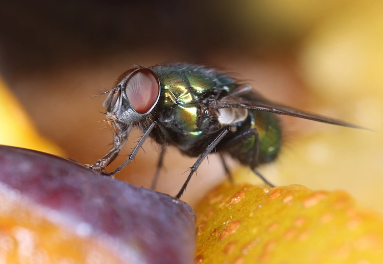 Fruit fly eating as a model for intermittent fasting research