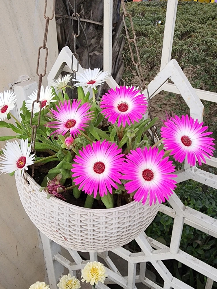 Gänseblümchen mit auffälligen Blütenformen und -farben