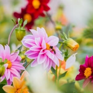 herbstblumen für bienen im garten pflanzen