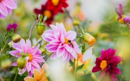 herbstblumen für bienen im garten pflanzen