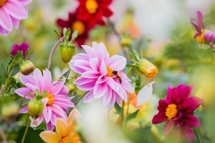 herbstblumen für bienen im garten pflanzen