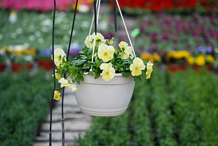 Kälteresistente Veilchen in hellem Gelb aufhängen